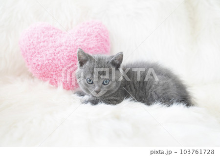 白バックとピンクのハートとシャルトリューの仔猫 白バックとピンクのハートとシャルトリューの仔猫 103761728