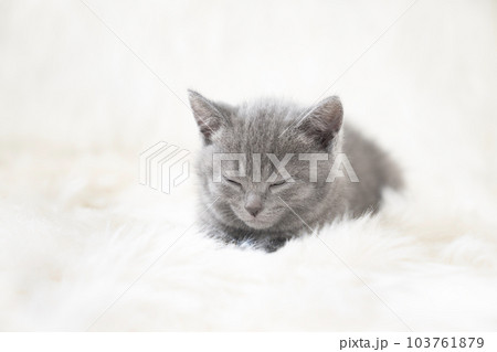 眠るシャルトリューの仔猫 103761879