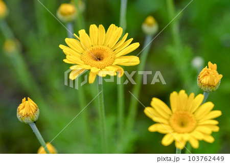 ダイヤーズ ダイヤーズ 103762449