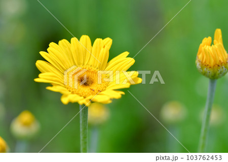 ダイヤーズ ダイヤーズ 103762453