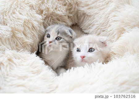 ベッドに入った2匹のスコティッシュフォールドの仔猫 103762516