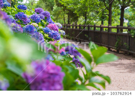 岩ケ池公園、満開のあじさい〈愛知県刈谷市〉 103762914