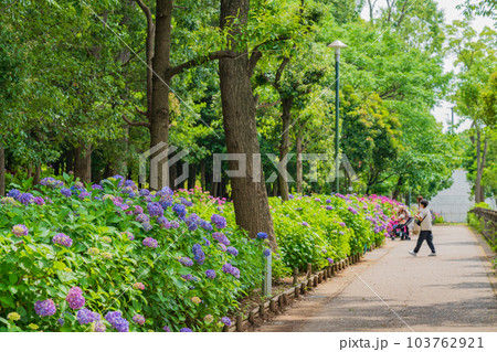 岩ケ池公園、満開のあじさい〈愛知県刈谷市〉 103762921