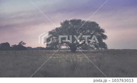 Pampas Landscape 103763013