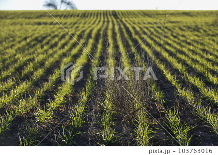 Pampas countryside, sowing direct rows, Argentina 103763016