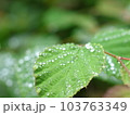 雨上がりの雫 103763349