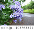 雨上がりのアジサイ 103763354