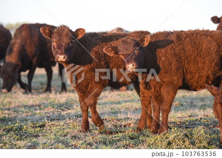 Cow grazing in pampas countryside, La Pampa, Argentina. 103763536