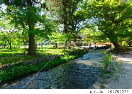 上賀茂神社 ならの小川 若葉に新緑 上賀茂神社 ならの小川 若葉に新緑 103763577