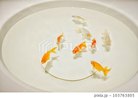 宮島水族館G7特別企画展 103763805