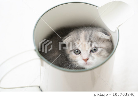 水差しに入った折れ耳のスコティッシュフォールドの仔猫 103763846