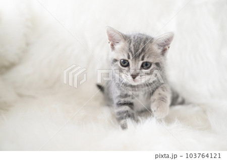 白バックとカメラ目線のスコティッシュフォールドの仔猫 103764121