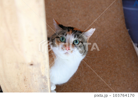 可愛い三毛猫さん、さくら猫手術をした野良猫の保護猫 103764170