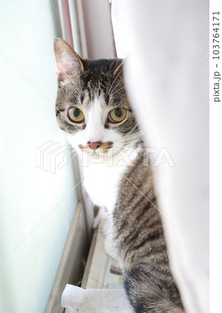 少し怯えた表情が可愛いさくら猫の野良猫、保護猫 少し怯えた表情が可愛いさくら猫の野良猫、保護猫 103764171