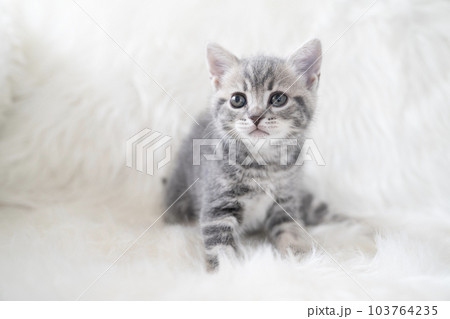 白バックとスコティッシュフォールドの仔猫 103764235