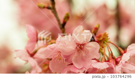 Lovely pink cherry blossom flowers. The scientific name is Prunus kanzakura. 103764296