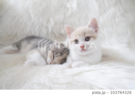 白バックと2匹のスコティッシュフォールドの仔猫 103764326
