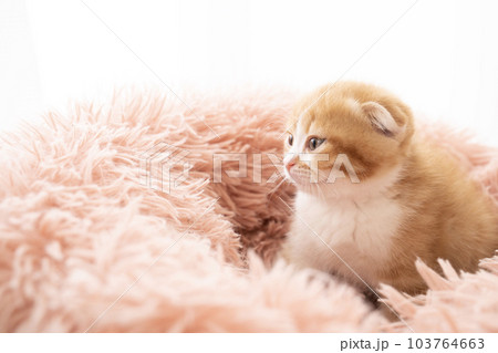 フカフカのベッドに入った折れ耳のスコティッシュフォールドの仔猫 103764663