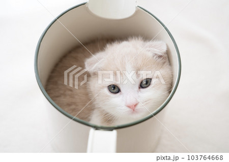 水差しに入った折れ耳のスコティッシュフォールドの仔猫 水差しに入った折れ耳のスコティッシュフォールドの仔猫 103764668