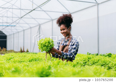 Agribusiness farmer and hydroponic farming concept, African woman inspecting quantity and quality of salad vegetable before harvesting salad hydroponic vegetable in greenhouse farm Agribusiness farmer and hydroponic farming concept, African woman inspecting quantity and quality of salad vegetable before harvesting salad hydroponic vegetable in greenhouse farm 103765200