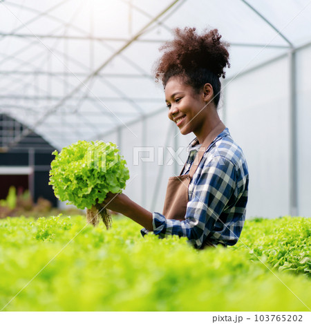 Agribusiness farmer and hydroponic farming concept, African woman inspecting quantity and quality of salad vegetable before harvesting salad hydroponic vegetable in greenhouse farm Agribusiness farmer and hydroponic farming concept, African woman inspecting quantity and quality of salad vegetable before harvesting salad hydroponic vegetable in greenhouse farm 103765202