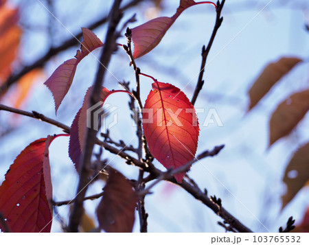 秋の夕暮れ、枝に色づく桜の葉 103765532