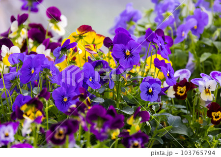 Viola tricolor decorative flowers growing in a garden on a summer day Viola tricolor decorative flowers growing in a garden on a summer day 103765794