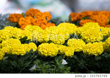 Decorative yellow and orange flowers over green leaves. Tagetes 103765799