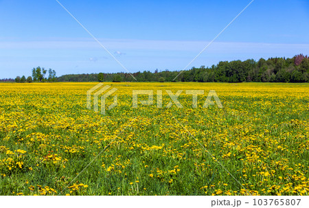 Summer landscape, field with blooming dandelions under blue sky Summer landscape, field with blooming dandelions under blue sky 103765807