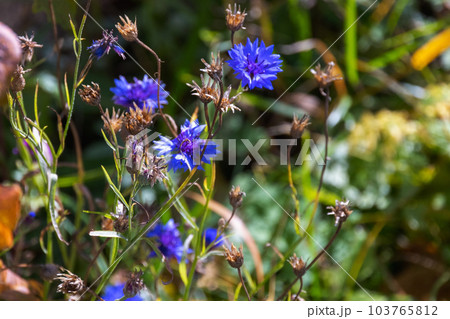 Cornflowers on a sunner day, macro photo with soft selective focus 103765812