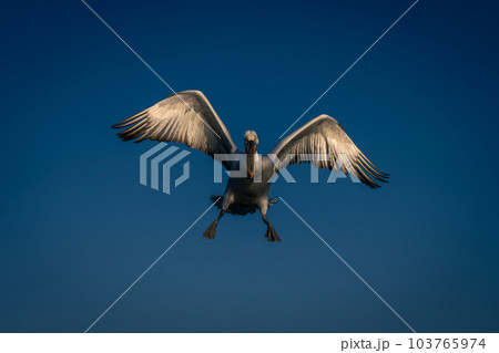 Dalmatian pelican flies spreading feet and wings Dalmatian pelican flies spreading feet and wings 103765974