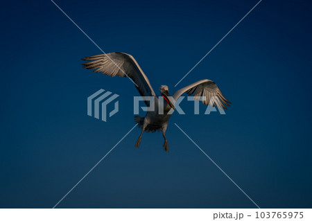 Dalmatian pelican flies spreading wings and feet Dalmatian pelican flies spreading wings and feet 103765975