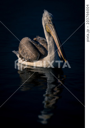 Dalmatian pelican floats casting reflection on lake Dalmatian pelican floats casting reflection on lake 103766004