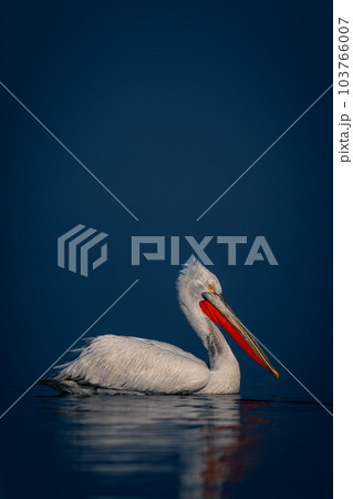 Dalmatian pelican floats in lake in profile Dalmatian pelican floats in lake in profile 103766007