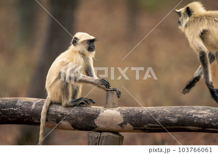 Northern plains gray langurs play on beam Northern plains gray langurs play on beam 103766061