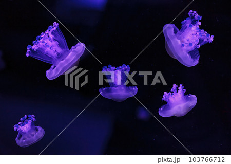 macro shooting under water mediterranean jellyfish macro shooting under water mediterranean jellyfish 103766712