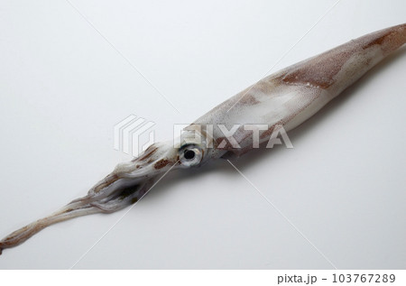 ヤリイカ ヤリイカ 103767289