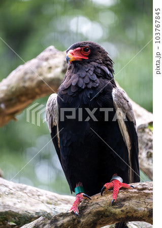 ダルマワシ　多摩動物公園より 103767845