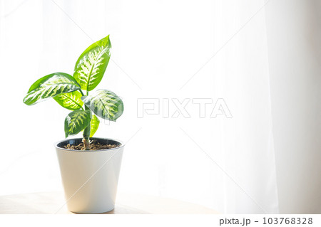 Dieffenbachia Tropic Snow close-up in the interior on a round table in pot on a white background of a window with a curtain. Houseplant Growing and caring for indoor plant, green home. Minimalism Dieffenbachia Tropic Snow close-up in the interior on a round table in pot on a white background of a window with a curtain. Houseplant Growing and caring for indoor plant, green home. Minimalism 103768328
