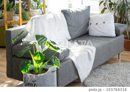 Shelving with a group of indoor plants in the interior room white loft, grey sofa, cozy plaid, carpet. Houseplant Growing and caring for indoor plant, green home 103768338