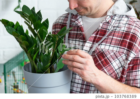 Drip fertilizer for potted plants Zamioculcas, stimulator of development, growth acceleration, home plant care. A bottle of liquid is inserted in the hand of man. Home crop production Drip fertilizer for potted plants Zamioculcas, stimulator of development, growth acceleration, home plant care. A bottle of liquid is inserted in the hand of man. Home crop production 103768389