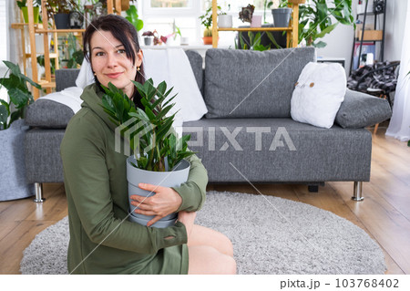 Unpretentious and popular Zamioculcas in the hands of a woman in the interior of a green house with shelving collections of domestic plants. Home crop production Unpretentious and popular Zamioculcas in the hands of a woman in the interior of a green house with shelving collections of domestic plants. Home crop production 103768402