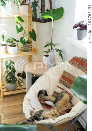 Cat is fast sweet asleep on a chair in a funny pose in green home near potted plant strelitzia, Comfortable carefree sleep of an animal close-up 103768453