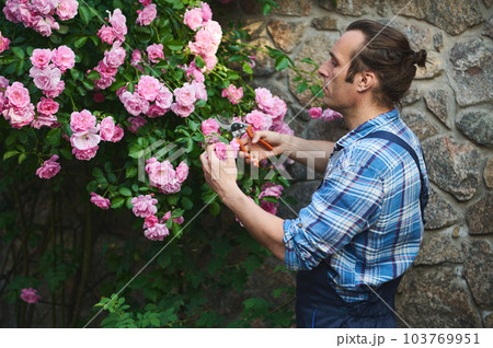 Side portrait of a handsome male gardener in blue work uniform, tending plants in the yard of an estate, using garden shears, cutting roses on a blooming bush. Floriculture. Horticulture. Gardening Side portrait of a handsome male gardener in blue work uniform, tending plants in the yard of an estate, using garden shears, cutting roses on a blooming bush. Floriculture. Horticulture. Gardening 103769951