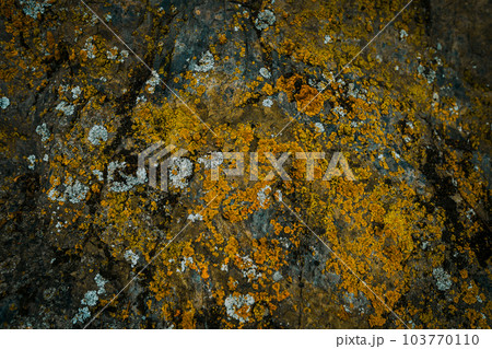 Backdrop with stone texture with orange lichen Backdrop with stone texture with orange lichen 103770110
