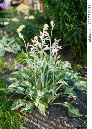 Fower bed next to other plants, a magnificent variety of hosts striptease with green variegated leaves Fower bed next to other plants, a magnificent variety of hosts striptease with green variegated leaves 103770153