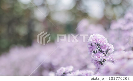 Blurred Abstract natural background in the forest with copy space, Pink flower landscape, Sustainable development on renewable energy and growing ecological on green energy, ecology, environment. Blurred Abstract natural background in the forest with copy space, Pink flower landscape, Sustainable development on renewable energy and growing ecological on green energy, ecology, environment. 103770208