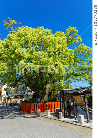 クスノキの若葉に新緑　京都市指定保存樹　社家の町並み 103770289