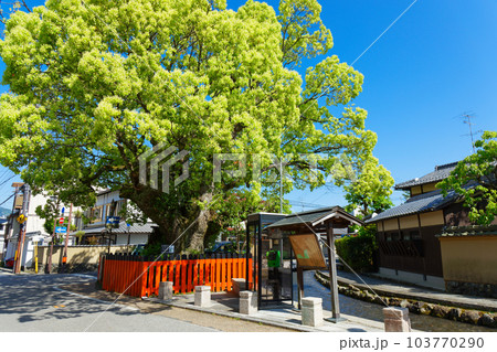 クスノキの若葉に新緑 京都市指定保存樹 社家の町並み クスノキの若葉に新緑 京都市指定保存樹 社家の町並み 103770290