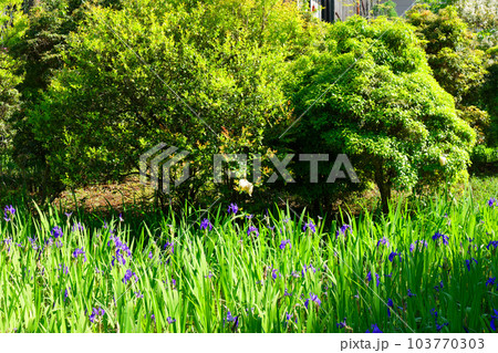 モリアオガエルの産卵　大田の沢　かきつばた　摂社　大田神社　上賀茂神社 103770303